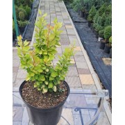 Барбарис Тунберга Golden Rocket (Berberis thunbergii Golden Rocket) 
